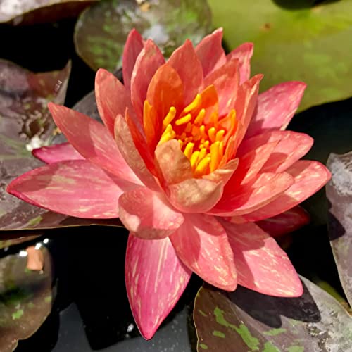 Pre-grown Hardy Lily Rhizome in Red Z5574