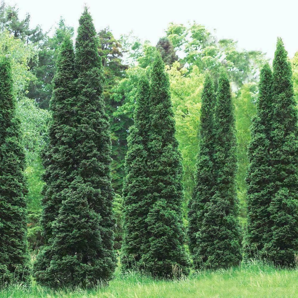 40 Thuja Green Giant Arborvitae Seedlings in 2.5" Pots C899910
