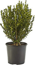 2.25 Gal Wintergreen Boxwood X95672