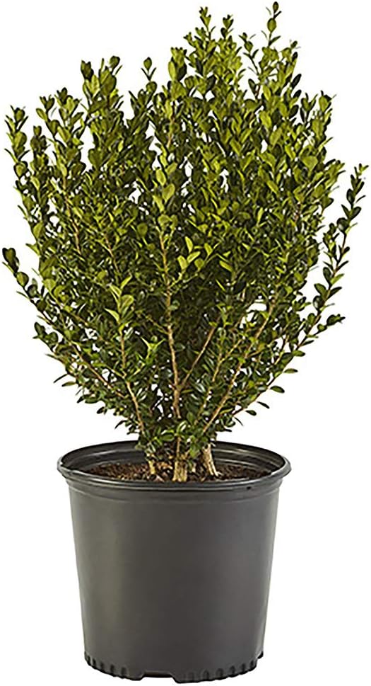 2.25 Gal Wintergreen Boxwood X95672