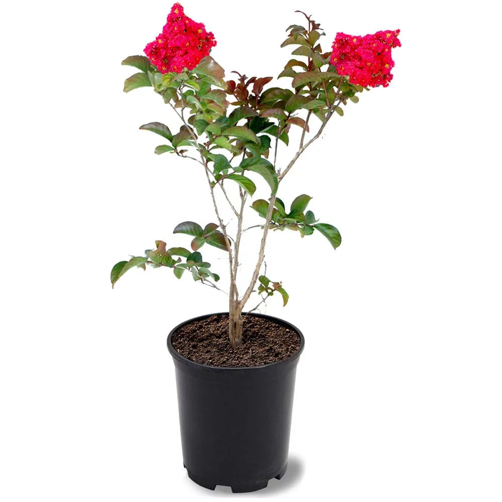 12 in. Red Flowering Crape Myrtle Tree in 2.84 Liter Nursery Pot B8628