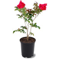 12 in. Red Flowering Crape Myrtle Tree in 2.84 Liter Nursery Pot B8628