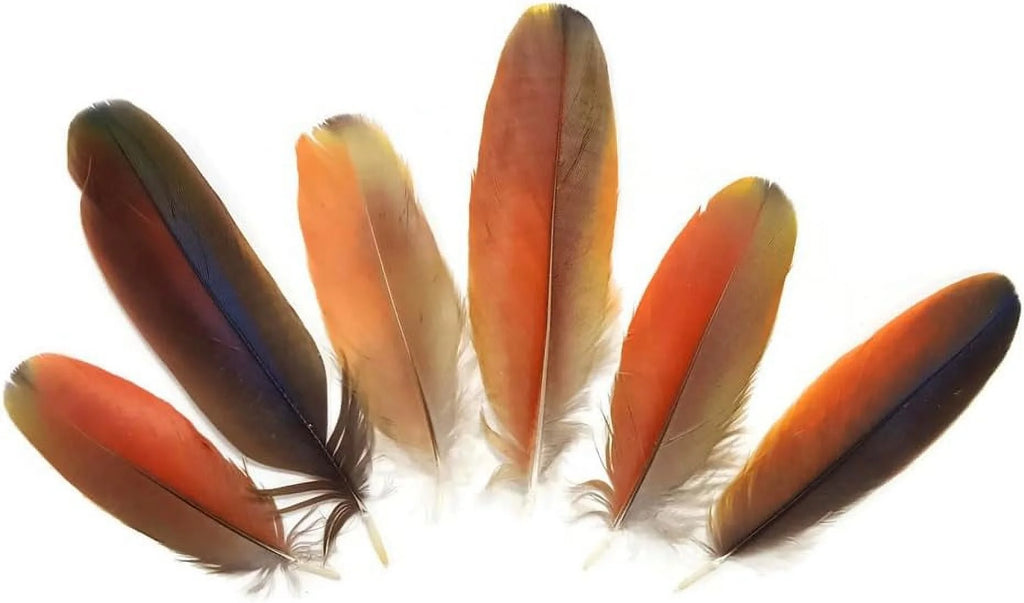 Natural Red Scarlet Medium Size Body Plumage, 4 Pieces U640