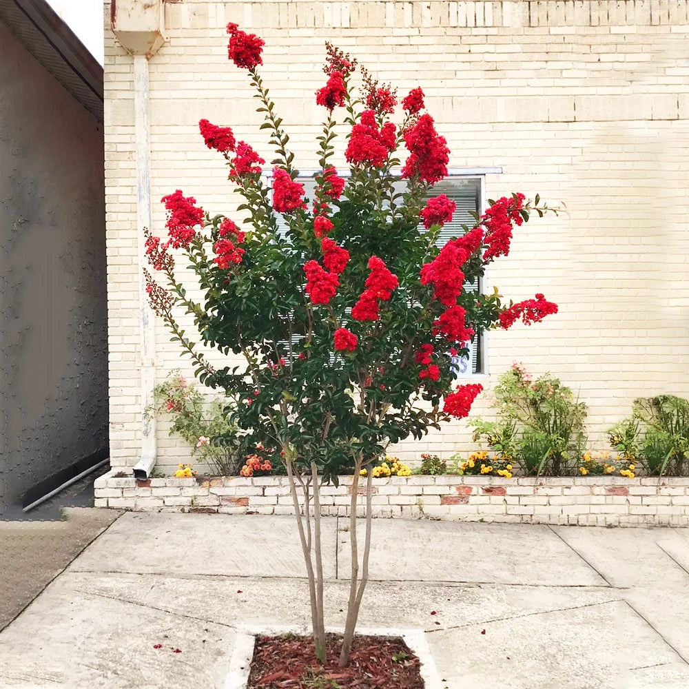 12 in. Red Flowering Crape Myrtle Tree in 2.84 Liter Nursery Pot B8628