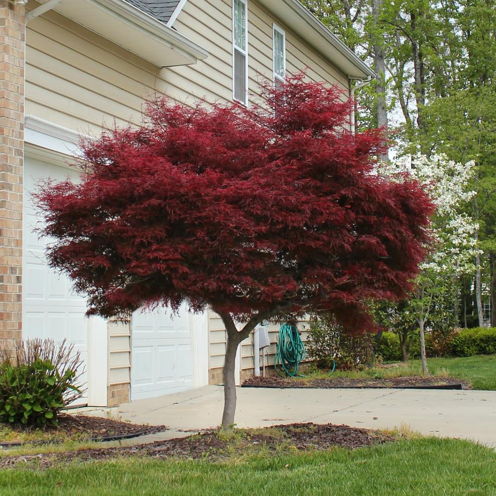 Bloodgood Japanese Maple Tree S456001