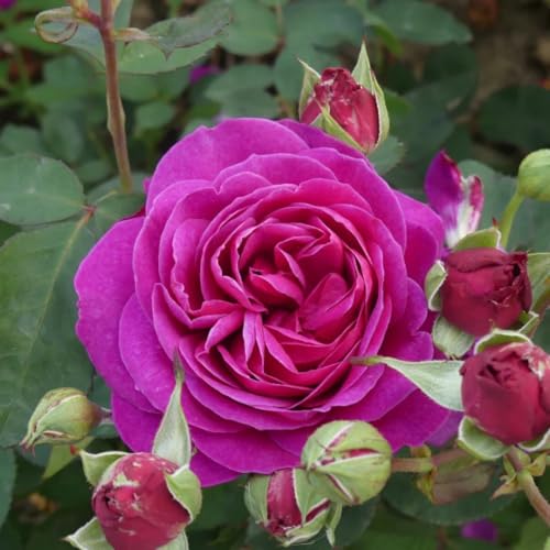 Purple Climbing Rose Live Plant T2793