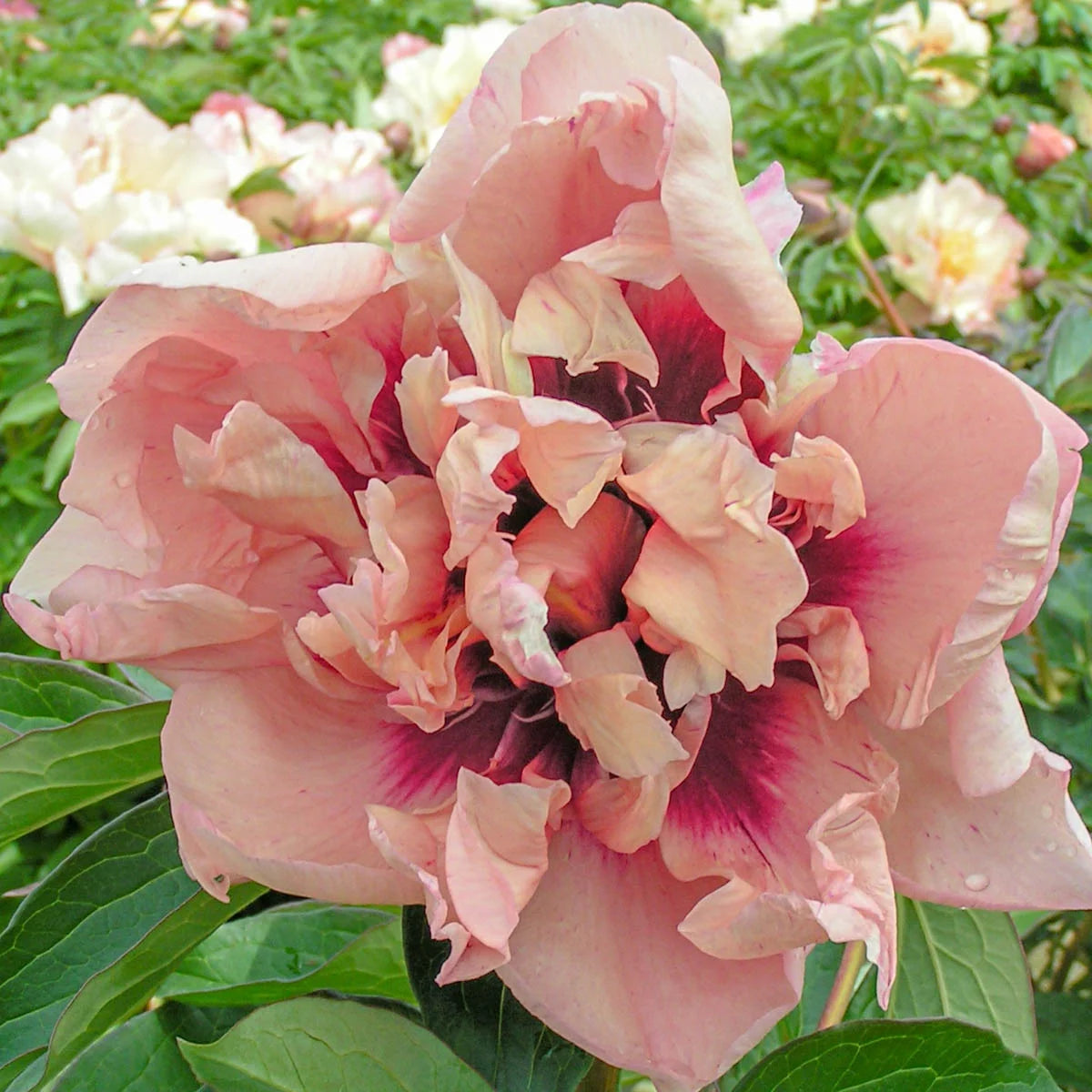 Radiant Selections Itoh Peony Dormant Bare Root Flowering Perennial Starter Plant (1-Pack) T588