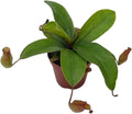 Winged Pitcher Plant in 2 inch Pot M764472