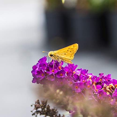 Nanho Butterfly Shrub 1 Gallon Live Bush N232446