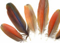 Natural Red Scarlet Medium Size Body Plumage, 4 Pieces U640