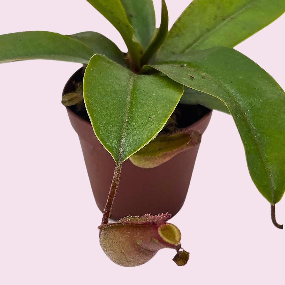 Winged Pitcher Plant in 2 inch Pot M764472