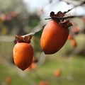Saijo Persimmon Tree A369959