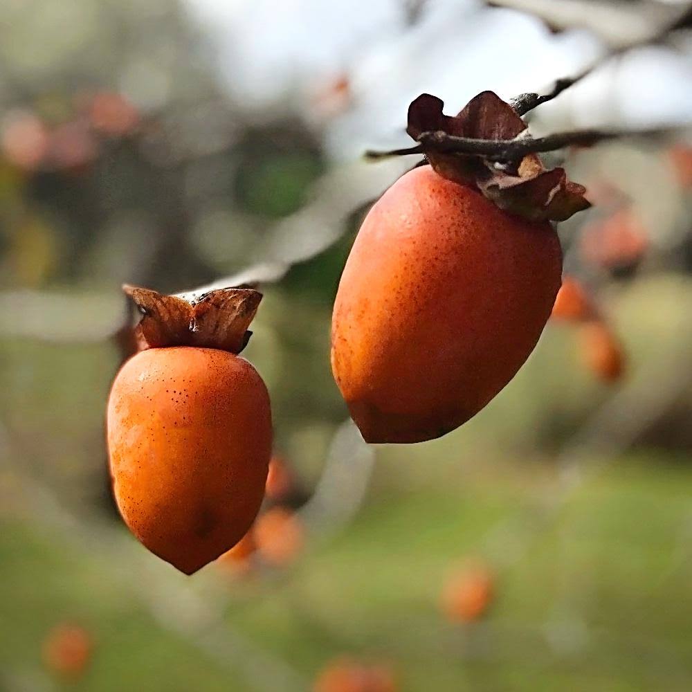 Saijo Persimmon Tree A369959