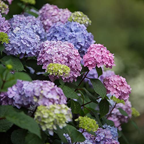 2 gal. Pink and Purple Hydrangea S71485