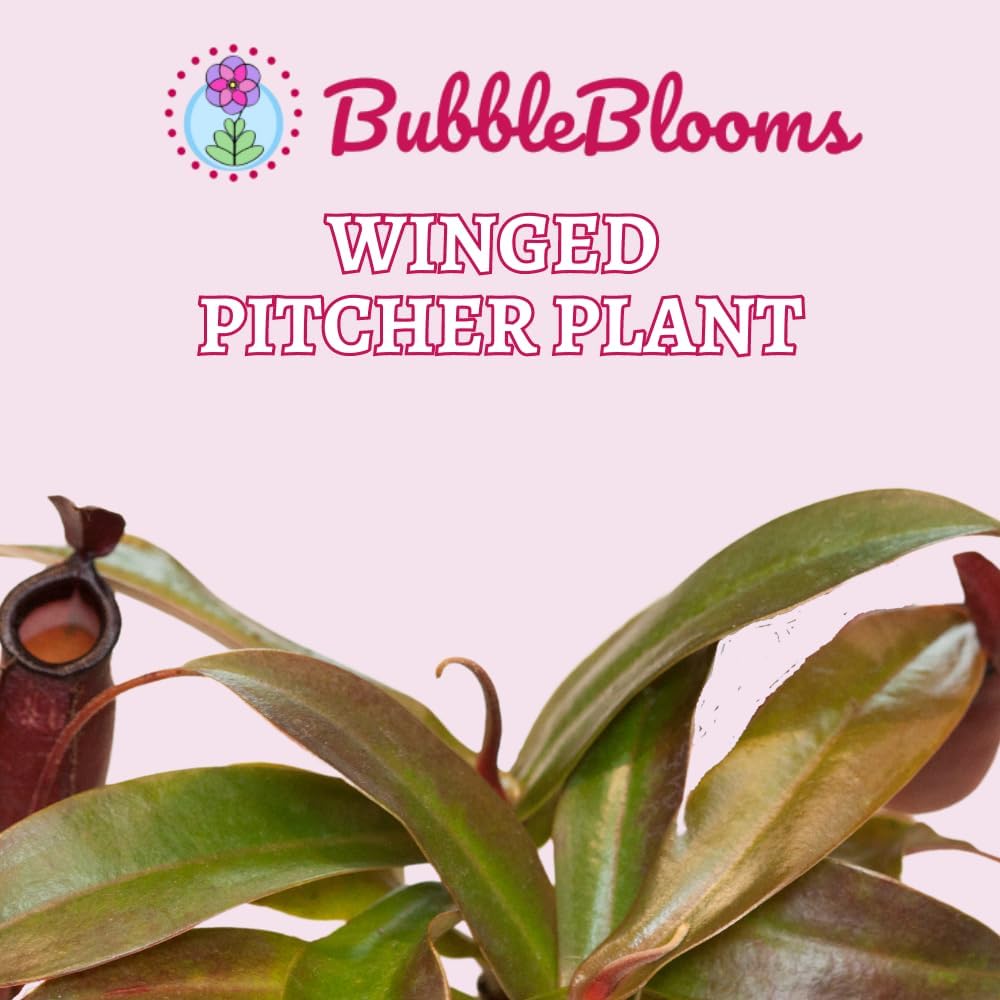 Winged Pitcher Plant in 2 inch Pot M764472