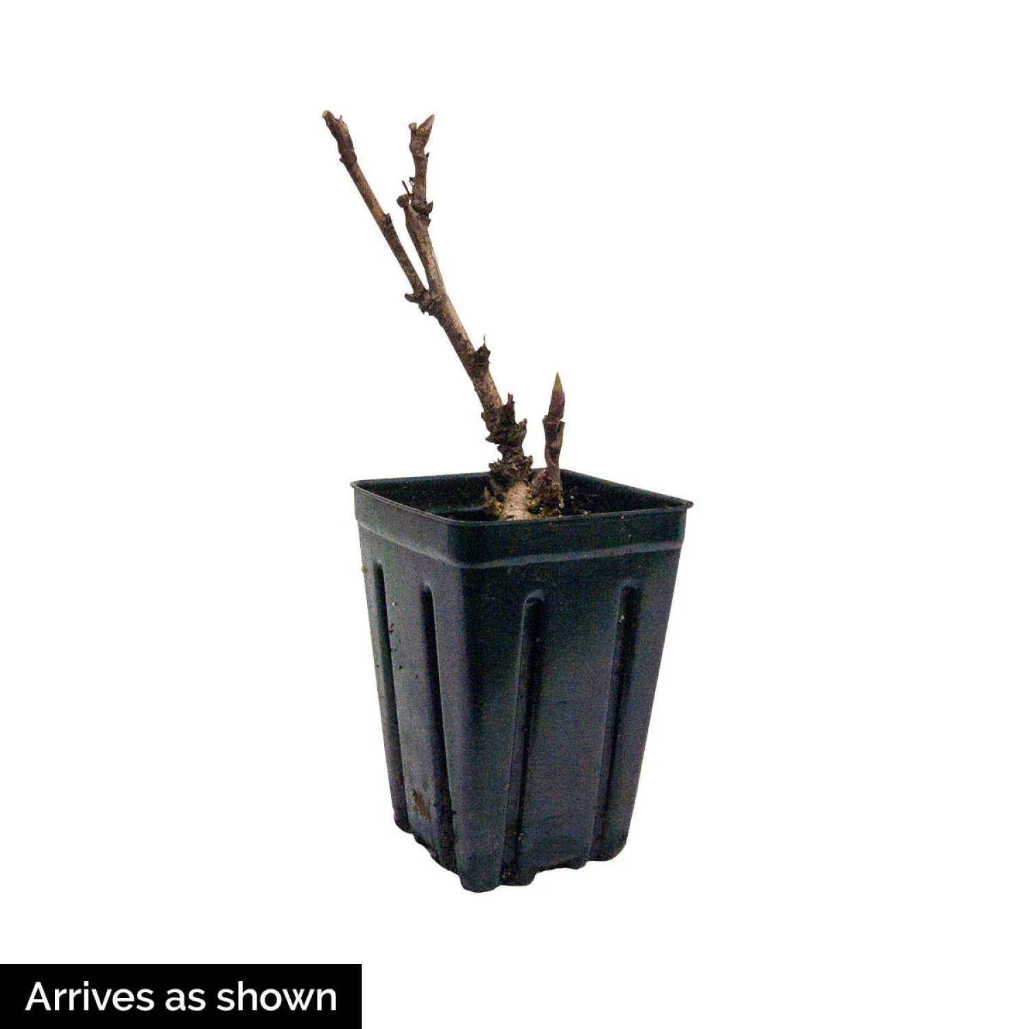 Radiant Selections Itoh Peony Dormant Bare Root Flowering Perennial Starter Plant (1-Pack) T588