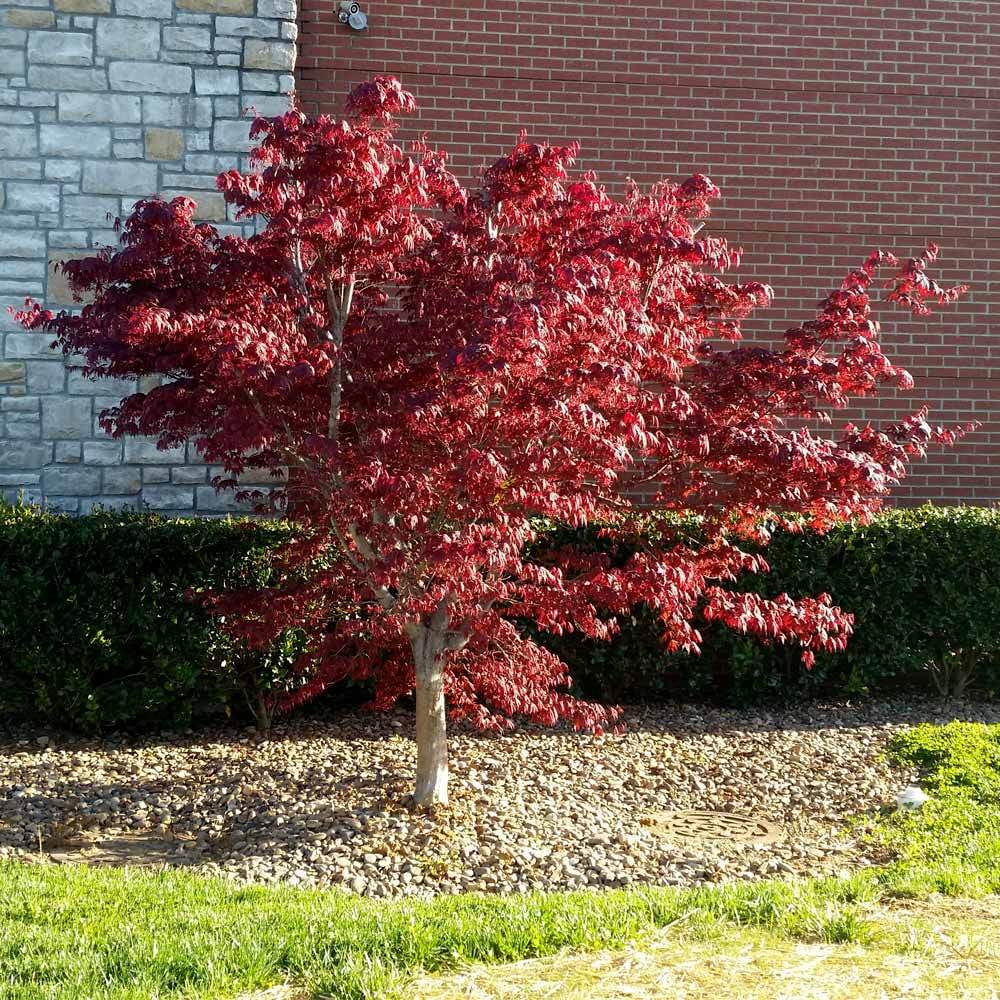 Bloodgood Japanese Maple Tree S456001