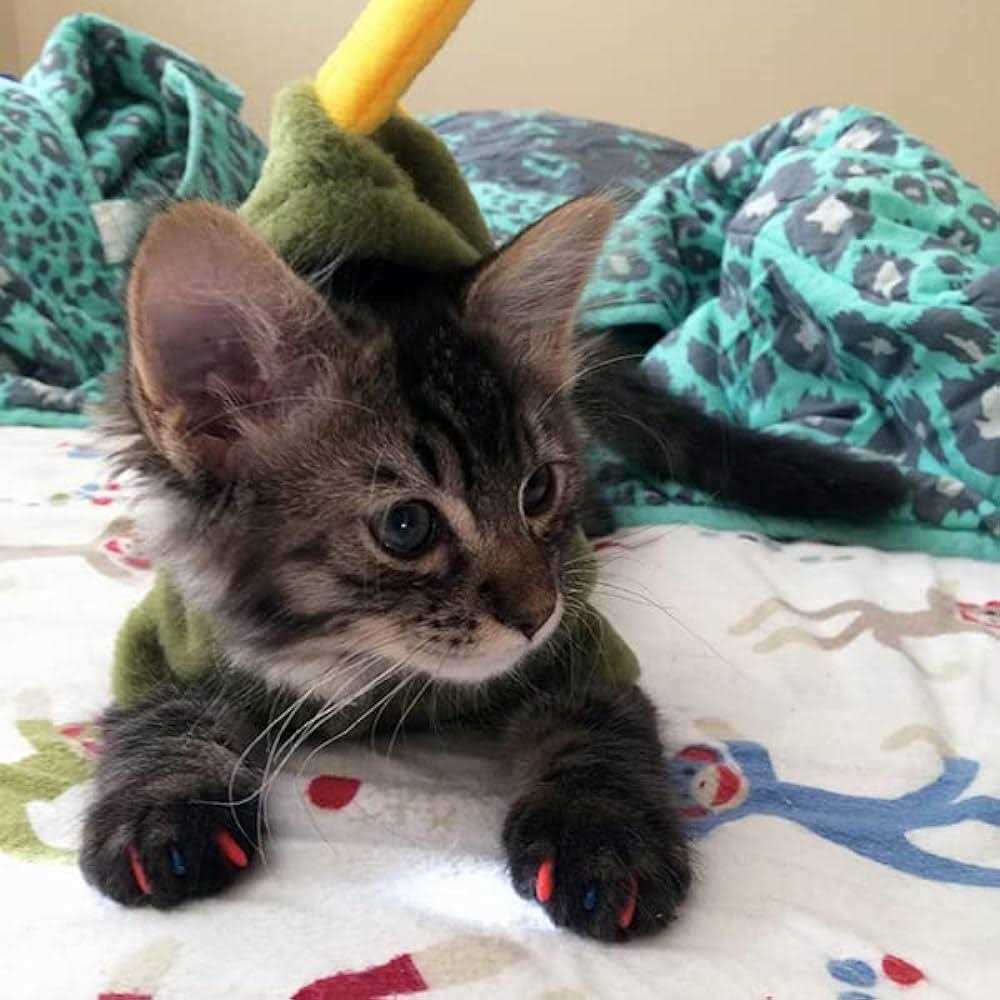 Soft Nail Caps for Cats W24849