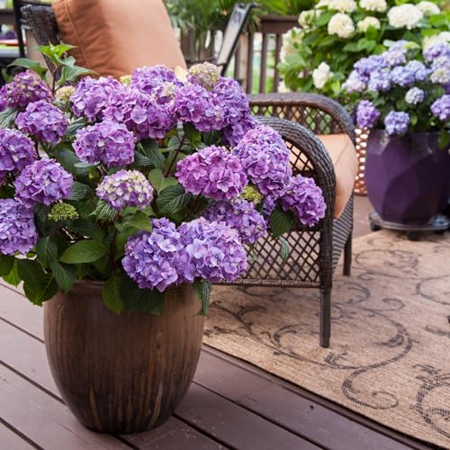 2 gal. Pink and Purple Hydrangea S71485